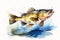 Animal_Bass_Fish_Watercolors_Illustration1_1