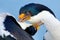 Animal behaviour. Courtship portrait of Imperial Shag, Phalacrocorax atriceps, cormorant from Falkland Islands. Wildlife scene fro