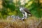 Animal behaviour in the forest. Bird of prey Goshawk with killed Eurasian Magpie in the grass in green forest. Wildlife scene from