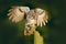 Animal behaviour, Sweden, Europe. Bird landing. Flying Eurasian Tawny Owl, Strix aluco, with nice green blurred forest in the back