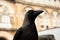 Animal, bird, close up, crow