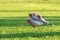 Animal : Bird cockatoo in west australia