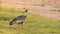 animal bird on grass Buff-necked Ibis