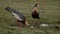 animal bird on grass Buff-necked Ibis