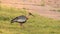 animal bird on grass Buff-necked Ibis