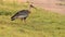 animal bird on grass Buff-necked Ibis