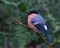 an animal bird sitting on top of a branch near bushes