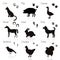 Animal and Bird Trails and Silhouettes with Name. Vector set