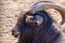 Animal black goat with steep horns