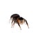 Animal black jumping spider