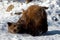 Animal - Brown Bear (Ursus arctos horribilis)