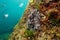 Animal camouflage Octopus vulgaris underwater hidden on a rock