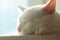 animal, cat, kitten, cat, white cat, cat portrait,