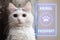 Animal, cat passport. Documents for animals, veterinary passport concept. White cat with a passport