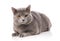 Animal, cat, pet concept - chartreux cat