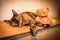 Animal / Cat, Tortoiseshell cat laying on a shelf with a teddy bear.