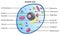 Animal cell anatomical structure with all parts