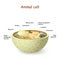 Animal cell anatomy