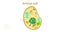 animal cell anatomy, biological animal cell with organelles cross section, Animal cell