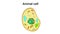 animal cell anatomy, biological animal cell with organelles cross section, Animal cell structure