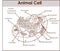 Animal Cell Anatomy Diagram Structure with all parts nucleus smooth rough endoplasmic reticulum cytoplasm golgi apparatus