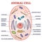 Animal cell with labeled anatomic structure parts diagram outline concept