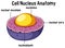 Animal cell nucleus anatomy