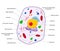 Animal Cell structure. Cross section of the cell detailed colorful anatomy with description. Animal cell in flat style