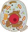 Animal cell structure. Educational material for biology lesson