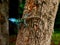 Animal Chameleon Thailand on tree