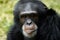 Animal - Chimpanzee (Pan Troglodyte)