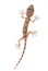 Animal chinese gecko