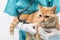 Animal clinic - treatment with stethoscopes at a cat