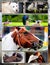 Animal collage