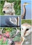 Animal collage.