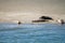 Animal collection, group of big sea seals resting on sandy beach during low tide in Oosterschelde, Zeeland, Netherlands