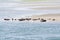 Animal collection, group of big sea seals resting on sandy beach during low tide in Oosterschelde, Zeeland, Netherlands