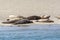 Animal collection, group of big sea seals resting on sandy beach during low tide in Oosterschelde, Zeeland, Netherlands