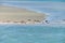 Animal collection, group of big sea seals resting on sandy beach during low tide in Oosterschelde, Zeeland, Netherlands