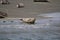 Animal collection, group of big sea seals resting on sandy beach during low tide in Oosterschelde, Zeeland, Netherlands