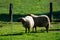 Animal collection, young and old sheeps grazing on green meadows on Haspengouw, Belgium