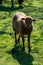 Animal collection, young and old sheeps grazing on green meadows on Haspengouw, Belgium