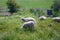 Animal collection, young and old sheeps grazing on green meadows on Schouwen-Duiveland, Zeeland, Netherlands