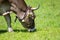 Animal cow with cowbell and horns graze