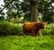 Animal cow on nature. Holland Yak