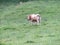 Animal cows farm milk meat grass curious myron meek