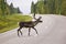 Animal crossing the road - rein deer in Sweden