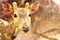 Animal cute deer (family Cervidae) close up with zoo background