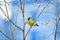 Animal cute little chickadee bird sitting on the branches of a birch in a cold Park on a winter morning on the background of blue