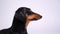 Animal dachshund head on a white background side view